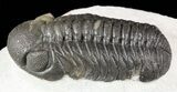 Austerops Trilobite With Nice Eyes - Morocco #55466-1